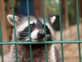 2019_08_06-TierArt-Maßweiler-33