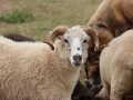2019_08_06-TierArt-Maßweiler-45