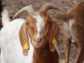 2019_08_06-TierArt-Maßweiler-46