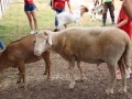 2019_08_06-TierArt-Maßweiler-55