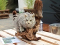 2019_08_06-TierArt-Maßweiler-56