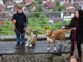 2019_08_07-Animal-hope-e.V.-Illingen-05