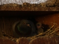 2019_08_07-Animal-hope-e.V.-Illingen-25