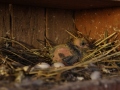 2019_08_07-Animal-hope-e.V.-Illingen-26