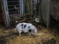 2019_08_07-Animal-hope-e.V.-Illingen-30