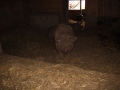 2019_08_07-Animal-hope-e.V.-Illingen-39