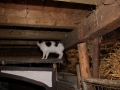 2019_08_07-Animal-hope-e.V.-Illingen-53