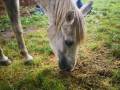 2019_08_07-Animal-hope-e.V.-Illingen-68