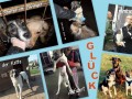 2019_08_14-Nürnberg-Nelly-der-Glückshund-12