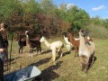2019_09_17-Lamas-Alpakas-besuchen-07
