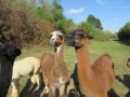 2019_09_17-Lamas-Alpakas-besuchen-11