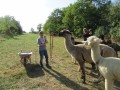 2019_09_17-Lamas-Alpakas-besuchen-16