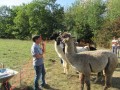 2019_09_17-Lamas-Alpakas-besuchen-17