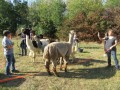 2019_09_17-Lamas-Alpakas-besuchen-18