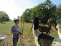 2019_09_17-Lamas-Alpakas-besuchen-20