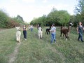 2019_09_17-Lamas-Alpakas-besuchen-22