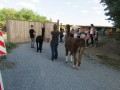 2019_09_17-Lamas-Alpakas-besuchen-24