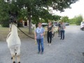2019_09_17-Lamas-Alpakas-besuchen-25