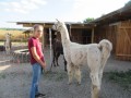 2019_09_17-Lamas-Alpakas-besuchen-28