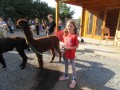 2019_09_17-Lamas-Alpakas-besuchen-29