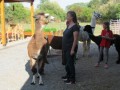 2019_09_17-Lamas-Alpakas-besuchen-32