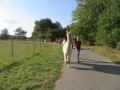 2019_09_17-Lamas-Alpakas-besuchen-34