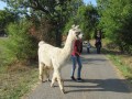 2019_09_17-Lamas-Alpakas-besuchen-35