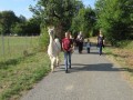 2019_09_17-Lamas-Alpakas-besuchen-36