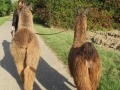 2019_09_17-Lamas-Alpakas-besuchen-37