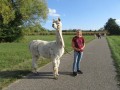 2019_09_17-Lamas-Alpakas-besuchen-38