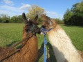 2019_09_17-Lamas-Alpakas-besuchen-39