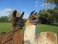 2019_09_17-Lamas-Alpakas-besuchen-40