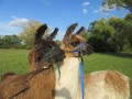 2019_09_17-Lamas-Alpakas-besuchen-41