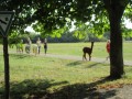 2019_09_17-Lamas-Alpakas-besuchen-43