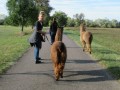 2019_09_17-Lamas-Alpakas-besuchen-45