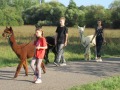 2019_09_17-Lamas-Alpakas-besuchen-47