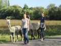 2019_09_17-Lamas-Alpakas-besuchen-48