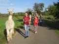 2019_09_17-Lamas-Alpakas-besuchen-49