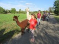 2019_09_17-Lamas-Alpakas-besuchen-51