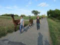 2019_09_17-Lamas-Alpakas-besuchen-53