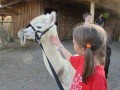 2019_09_17-Lamas-Alpakas-besuchen-59
