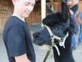 2019_09_17-Lamas-Alpakas-besuchen-62