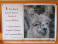 2019_09_17-Lamas-Alpakas-besuchen-68