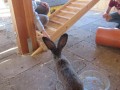 2019_09_17-Lamas-Alpakas-besuchen-69