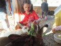 2019_09_17-Lamas-Alpakas-besuchen-71