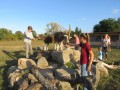 2019_09_17-Lamas-Alpakas-besuchen-78