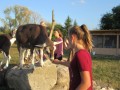 2019_09_17-Lamas-Alpakas-besuchen-79