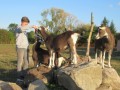 2019_09_17-Lamas-Alpakas-besuchen-81