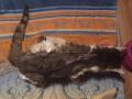 2019_11_15-Katze-Ehrmann-13