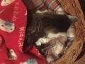 2019_11_15-Katze-Ehrmann-21